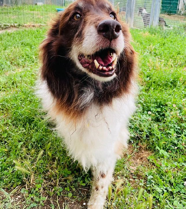 Adotta Nonno Cappuccino